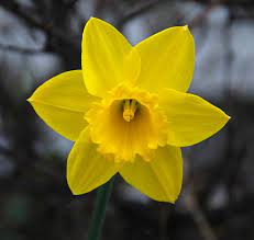 Types Of Flowers Flowers Are Beautiful Come In A Massive Array Of Shapes Sizes And Colors Different Types Of Daffodils Types Of Flowers Yellow Daffodils