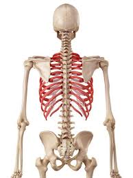 Human ribs vectors (2,475) · human rib cage with heart and arrow love and vector · rib cage human skeleton medicine 3d icon vector · human skeleton structure skull . Human Rib Cage Anatomy Human Physiology Osteology Stock Photo 160568256