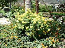 Image result for Tecomaria capensis