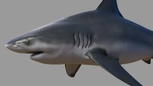 3d Model Realistic Bull Shark Turbosquid 1248300 Bull Shark Shark 3d Model