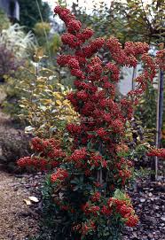 Image result for Pyracantha