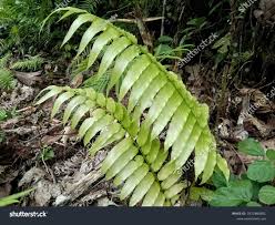 Image result for Stenochlaena