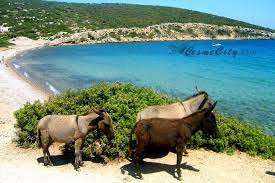 Cesme Essek Adasi Www Cesmecity Com Geziler Plaj Adalar