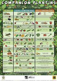 18 reasonable companion vegetables chart