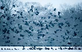 A group of them is called a murder. to get some insight into crows and perhaps set the record straight, we talked to kaeli swift. No It S Not Actually A Murder Of Crows Audubon