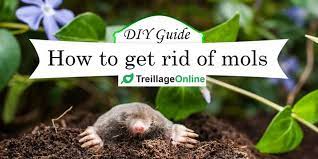 I don't really do any mole extermination here in florida. Diy Mole Removal Home Remedies To Get Rid Of Moles Treillageonline Com