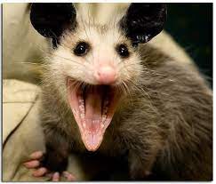 O Possum Family Singers Humor Funny Pictures Haha Funny