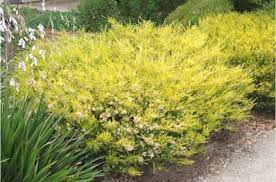 Its low growth habit gives good coverage over your garden. Coleonema Pulchellum Sunset Gold Slo Botanical Garden