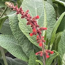 Image result for Acanthopale confertiflora