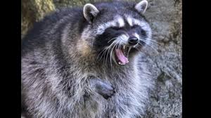 Rabid raccoons when a new york city raccoon is sick, it will usually exhibit some when raccoons are active during the daytime it doenst necessarily mean that they have. Zombie Like Raccoons Police Probe Calls About Raccoons Acting Strangely In Daytime Cbs News