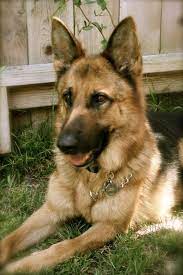 At that time puppies will have a full veterinary examination, they have been dewormed, stool samples have been. German Shepard Shepherd Dog German Shepherd Dogs Beautiful Dogs
