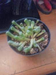 Are My Babytoes Succulent Dying Hometalk