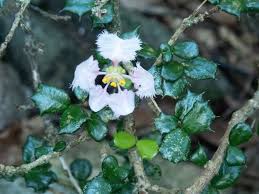 Image result for Malpighia coccigera