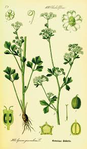 Image result for Apium graveolens