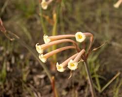 Image result for Cyrtanthus mackenii