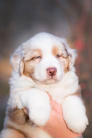 Ja, vierbeinige freunde nehmen ihren besitzern viel ab. Foto Welpe Australian Shepherd Hund Niedlich Hand Ein Tier 640x960