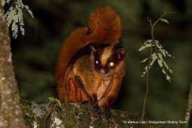 Hodgson S Giant Flying Squirrel Flying Squirrel Squirrel Wild Rabbit