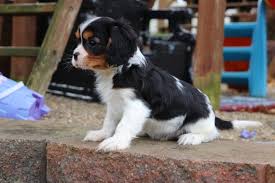 Once she gives you the first puppy kiss, you'll never want to let go. Cavalier King Charles Spaniel For Sale Near Me Usa Canada Australia