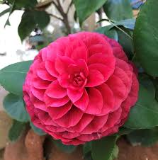 You can see how to get to fine flowers on our website. Camellias Yard N Garden Land