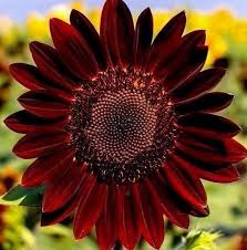Red Black Velvet Queen Sunflower Helianthus Sun Flower Dark Etsy In 2020 Flower Seeds Black Velvet Long Lasting Flower