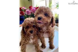 See more of cavapoo puppies on facebook. Cavapoo Puppy For Sale Near Madison Wisconsin D24d8ecf A5f1