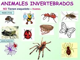 Resultado de imagen de ANIMALES VERTEBRADOS