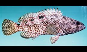 They have 7 or 8 black stripes that run horizontally down the back and sides. Fish Species Identification Recreation Sport And Arts Queensland Government