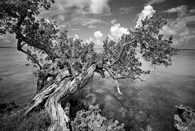 Clyde Butcher Photography