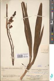 Image result for Asterochaete angustissima