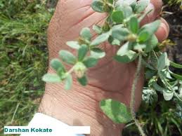 Image result for Blepharis integrifolia