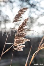 Decorative Dry Plant Reeds On A Dark Background In 2020 Dry Plants Plants Background