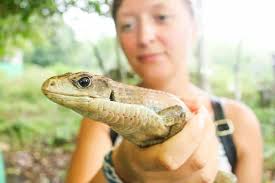 Encontrar un santuario de reptiles