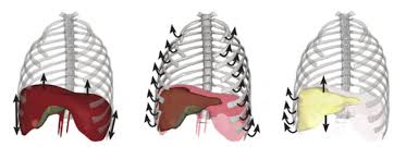 Although the ribs are sturdy, they can get bruised, broken, or cracked. Physiological Behavior And Motion Of The A Diaphragm B Ribcage And Download Scientific Diagram