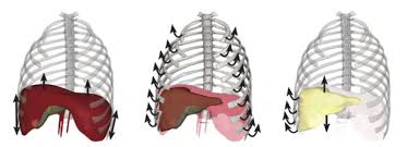 The liver is partially surrounded by the ribs, and extends from the level of the fifth intercostal space to the lower margin of the right rib cage, which protects this highly vascular organ from blows that could rupture it. Physiological Behavior And Motion Of The A Diaphragm B Ribcage And Download Scientific Diagram