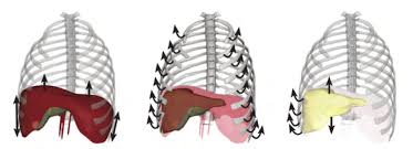 May 31, 2021 · in addition, the muscle fixes the 12th rib during movements of the thoracic cage and this way supports expiration (accessory muscle of expiration). Physiological Behavior And Motion Of The A Diaphragm B Ribcage And Download Scientific Diagram