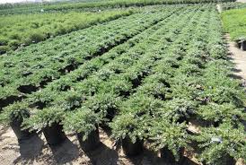 Image result for Polycarpon prostratum