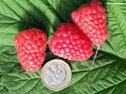 We did not find results for: Glen Mor Disease Resistant Raspberry Launched At Fruit For The Future 2020