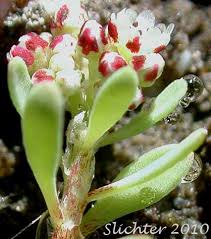 Image result for Corrigiola