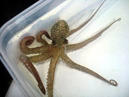 Amazon Com Live Pygmy Octopus For Saltwater Reef Fish Tank Aquarium Pet Supplies Saltwater Fish Tanks Fish Tank Saltwater Aquarium Fish