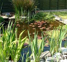 Planter Un Etang Pour Un Ecosysteme Esthetique Et Utile Gartenteich Bepflanzen Teichpflanzen Wasserpflanzen
