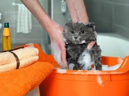 How to get rid of cat dandruff. Home Remedies For Dandruff In Cats