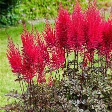 Mighty Chocolate Cherry Astilbe Shade Plants Front Yard Behind Boxwoods Michigan Bulb Shade Plants Bulb Flowers Hardy Perennials