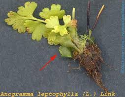 Image result for Anogramma leptophylla