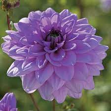 Blue Boy Semi Dinner Plate Dahlia Bulb Flowers Dahlia Flower Flowers
