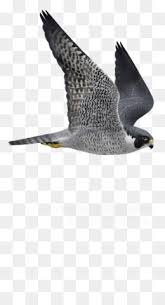 1320x1661 new falcon page to color gallery printable coloring sheet. Falcon Flying Png Falcon Flying Drawing Falcon Flying Coloring Pages Falcon Flying Cartoon Falcon Flying Silhouette Cleanpng Kisspng