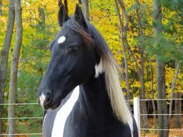 Friesian Horse Facts Lifespan Behavior Care Guide With Pictures