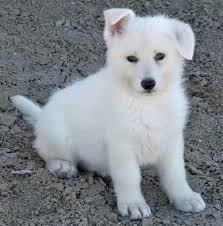 German shepherd 101 owner's guide is the ultimate solution Pure White German Shepherd Puppies