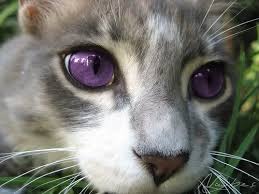 Beautiful Black Cat With Purple Eyes Grey Cat Purple Eyes Google Search Grey Cats Cats And Kittens Purple Eyes