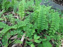 Image result for Adiantum incisum
