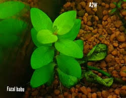 Image result for Bacopa floribunda